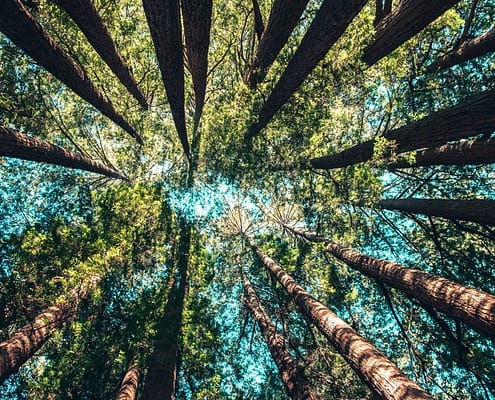 Growth: huge trees from beneath