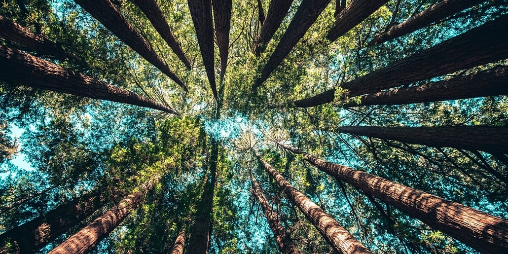 Ein Foto eines Waldes mit Bäumen, die für die Wachstumsstrategie und -planung von Managed IT Services stehen