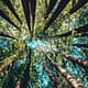 A photo of a forest with trees representing Managed IT services growth strategy and planning